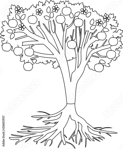 Coloring page. Apple tree with root system and fruits