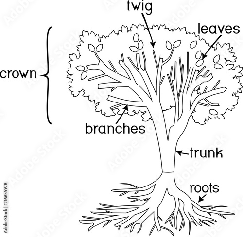 Coloring page. Parts of plant. Morphology of tree with crown, root system, and titles
