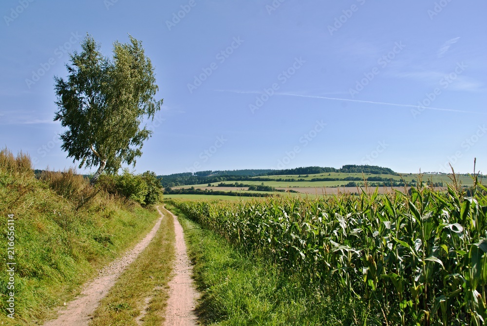 Obraz premium Landscape with path, tree and corn field