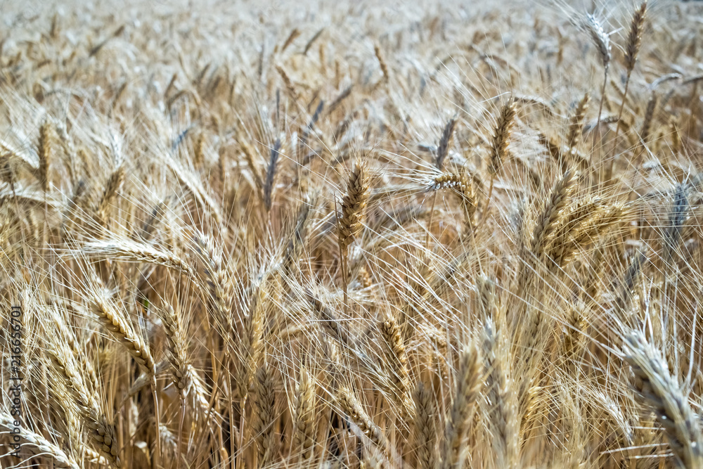 Wheat on the field. Plant, nature, rye. Wheat on the field. Plant, nature, rye.