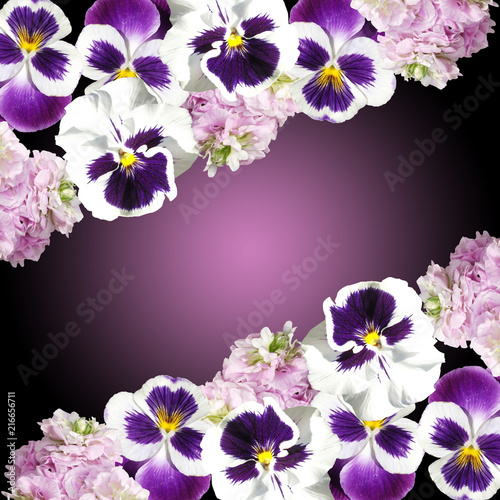 Fototapeta Naklejka Na Ścianę i Meble -  Beautiful floral background from pelargonium and pansies 