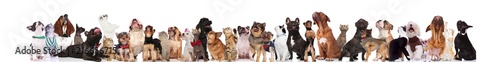 large curious team of mixed pets with bowties and collars