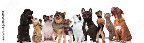 cute group of nine mixed pets looking up