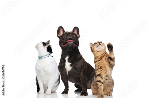 two adorable cats and a french bulldog look up photo