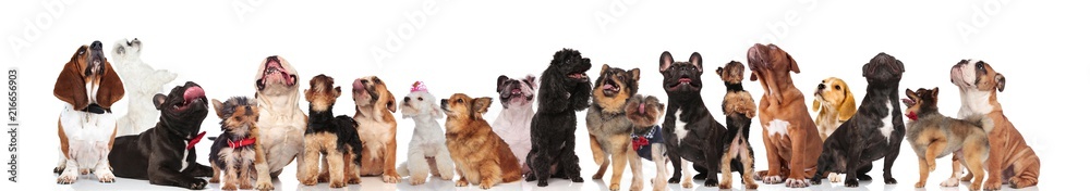 large group of happy curious dogs looking up