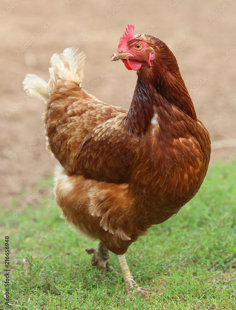 Fototapeta premium brown hen looking for food in the farm yard. Chickens. Free Range Cock and Hens
