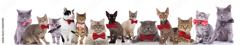 large team of elegant cats wearing red bowties