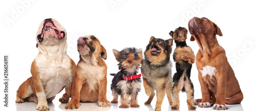 Fototapeta Naklejka Na Ścianę i Meble -  six cute dogs panting and looking up on white background