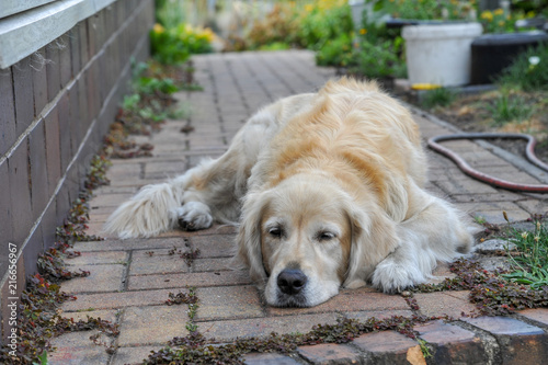 Golden Retriever liegt im Schatten udn schläft photo