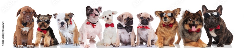 many elegant dogs of different breeds standing and sitting many elegant dogs of different breeds standing and sitting