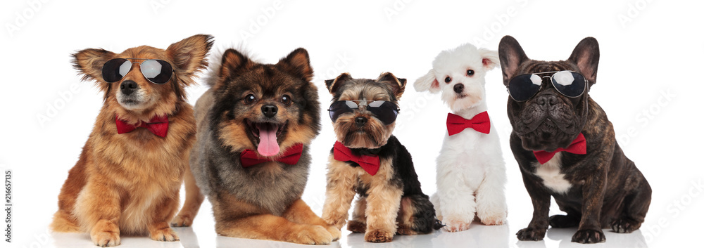 five stylish dogs of different breeds wearing red bowties