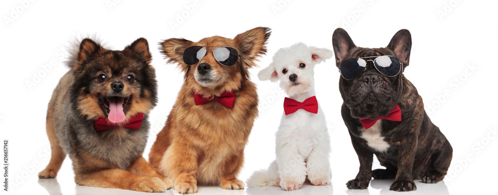 lovely team of four elegant dogs with red bowties