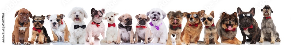 adorable large group of elegant dogs on white background