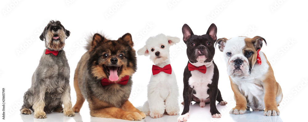 elegant team of five cute dogs with bowties