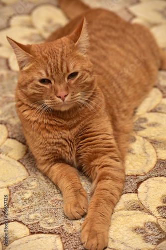 large red cat lying on the couch photo