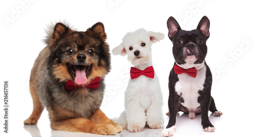 Fototapeta Naklejka Na Ścianę i Meble -  cute team of three elegant dogs wearing bowties