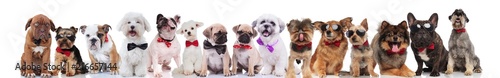 adorable large group of elegant dogs on white background © Viorel Sima