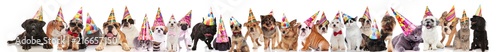 large group of happy pets wearing colorful birthday hats