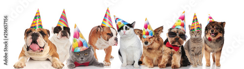 many funny pets of different breeds wearing birthday hats © Viorel Sima