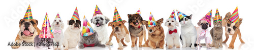 cute team of pets with colorful hats ready for party