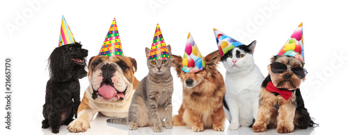 six adorable pets with colorful birthday hats