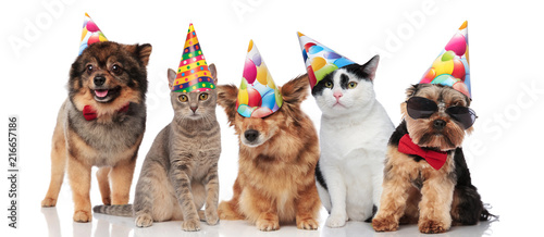 five cute party pets with colorful caps