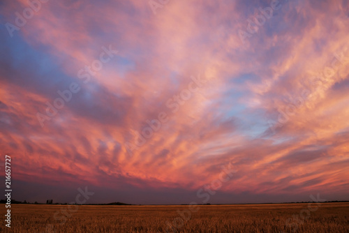 Harvested wheat field at sunset.  
