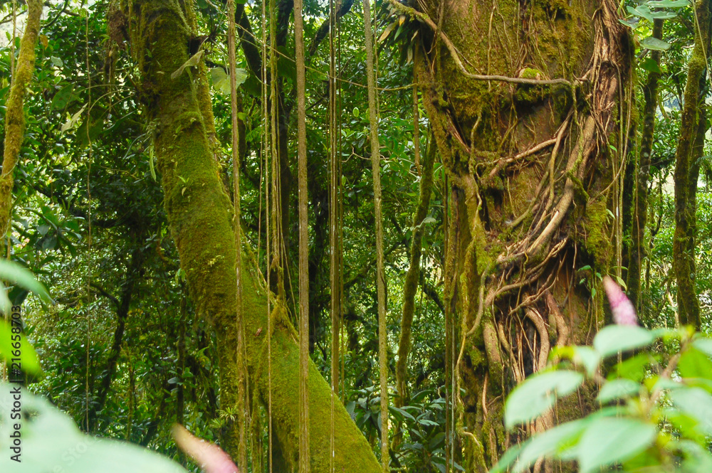 Fototapeta premium Lianas del bosque