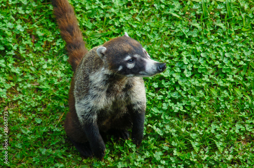 Coati en el jardín photo