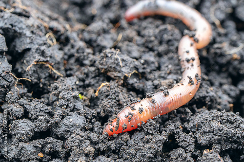 earth worm close-up in a fresh wet earth photo