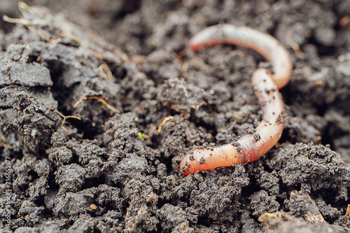 a worm begins to burrow into the ground, a close-up of an earthworm