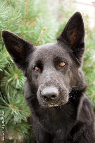 Black German shepherd lying on the grass