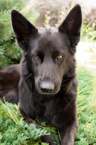 Black German shepherd lying on the grass