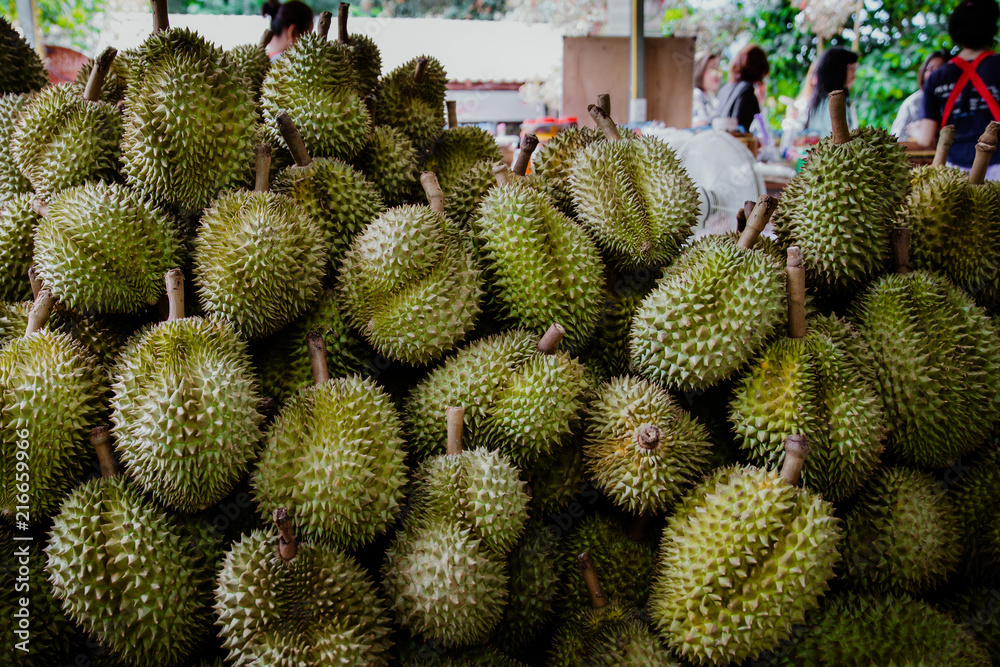 durian on sale, healthy durians for sale in the garden durian on sale, healthy durians for sale in the garden