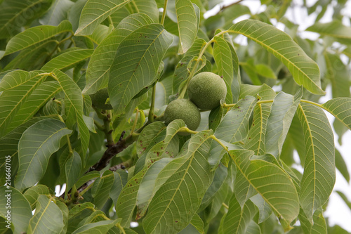 Echte Walnuss (Juglans regia) Baum mit grünen Früchten