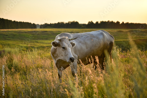 A big beautiful white cow in the meadow before sunset.