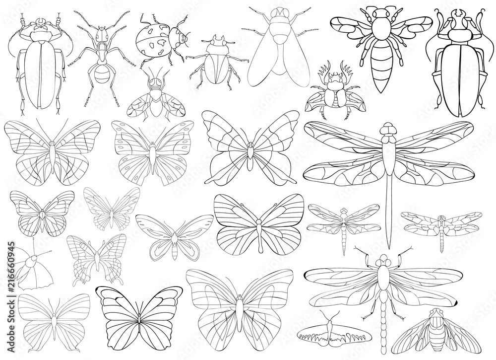 flies, dragonflies, beetles, book coloring pages flies, dragonflies, beetles, book coloring pages