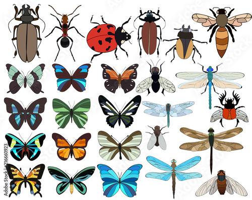 isolated, insects, butterflies, flies, dragonflies, beetles, large set