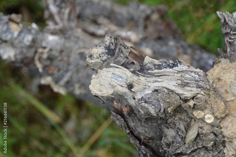 Fototapeta premium the fly rests on the stump at the end of the day