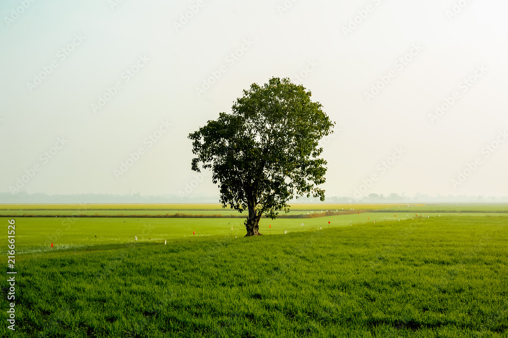 Obraz premium Lonely tree on a rice field.