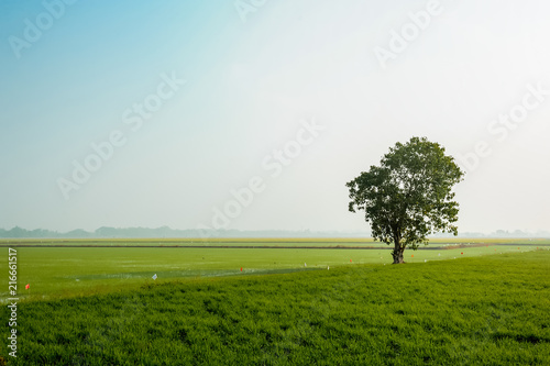 Lonely tree on a rice field.