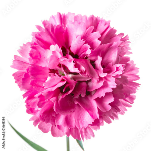 Single pink head carnation flower isolated on a white background