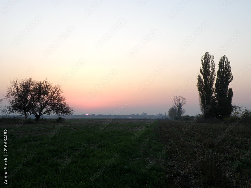 Tree in the field at Sunset Tree in the field at Sunset