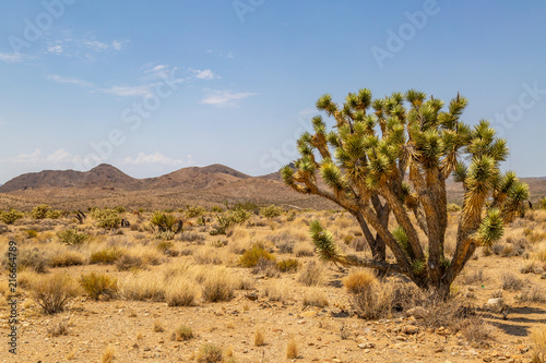 A Joshua tree in the Arizona desert, with a blue sky overhead