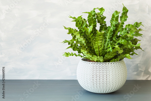 houseplant Asplenium nidus in white flowerpot photo