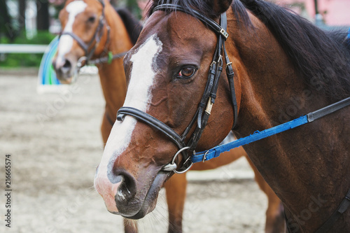 ノーザンホースパークの競走馬／北海道苫小牧市