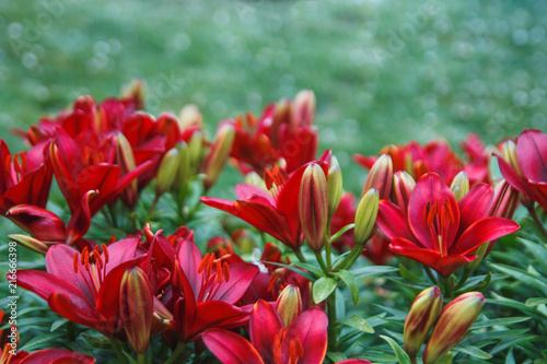 Red lily flowers background. Full blooming of deep red asiatic lily in summer flower garden. Bright red and green and beautiful asiatic lilies background.
