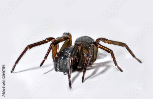 Spider macro © Carl Tilly