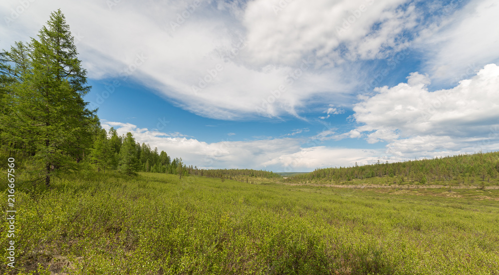 Green valley on a summer day