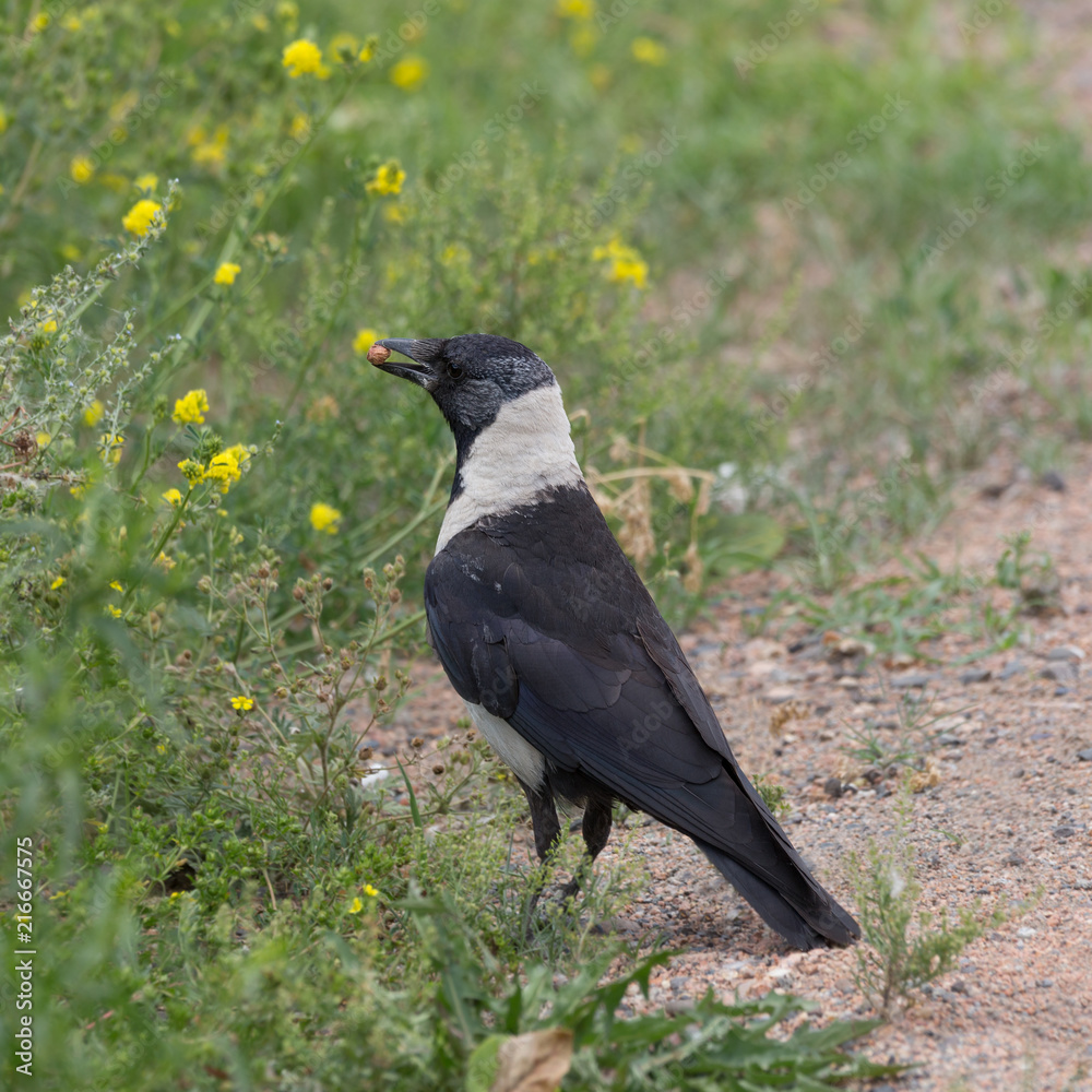 Obraz premium Jackdaw bird closeup